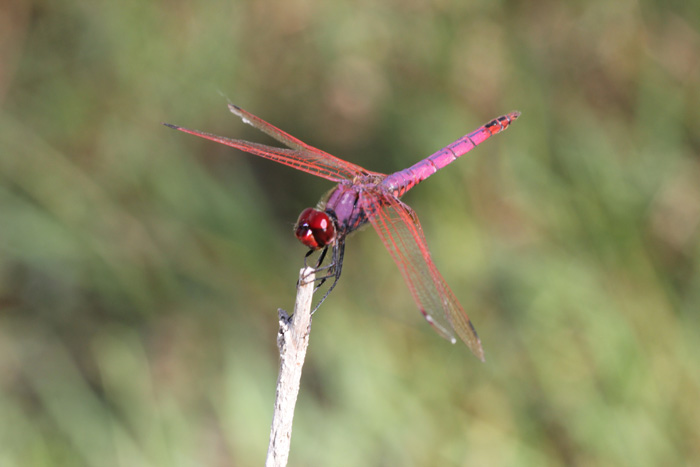 Matera - Trithemis annulata