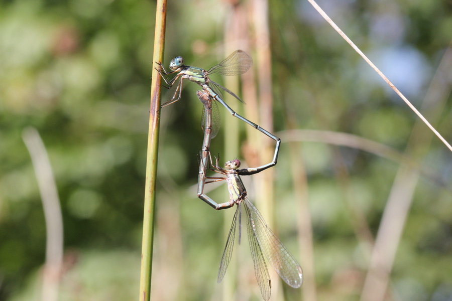 Chalcolestes viridis o parvidens