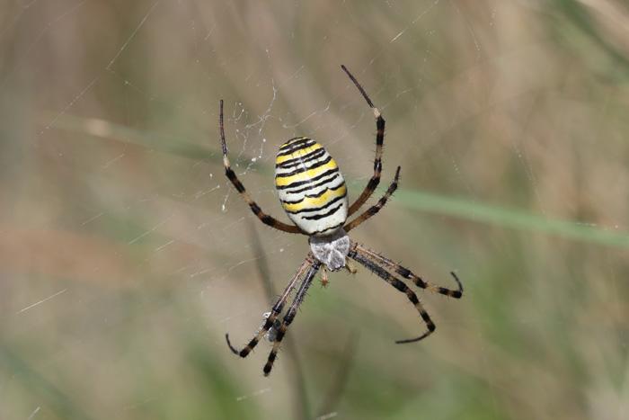 Argiope bruennichi femmina - Matera (MT)