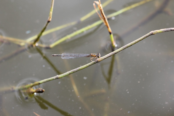 Chi? Ischnura elegans, femmina autocroma