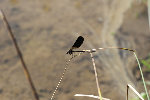 aiutino - Calopteryx haemorrhoidalis