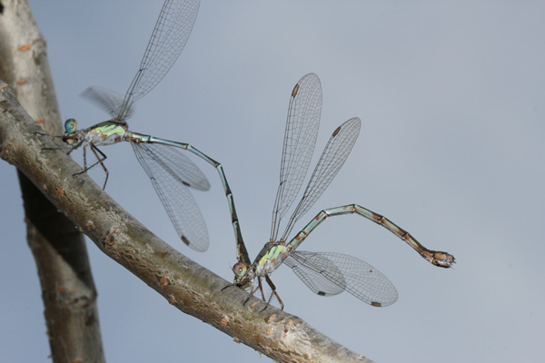 Chalcolestes cfr. parvidens