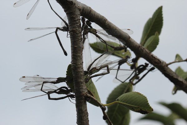 Chalcolestes cfr. parvidens