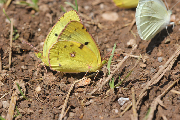 Colias?