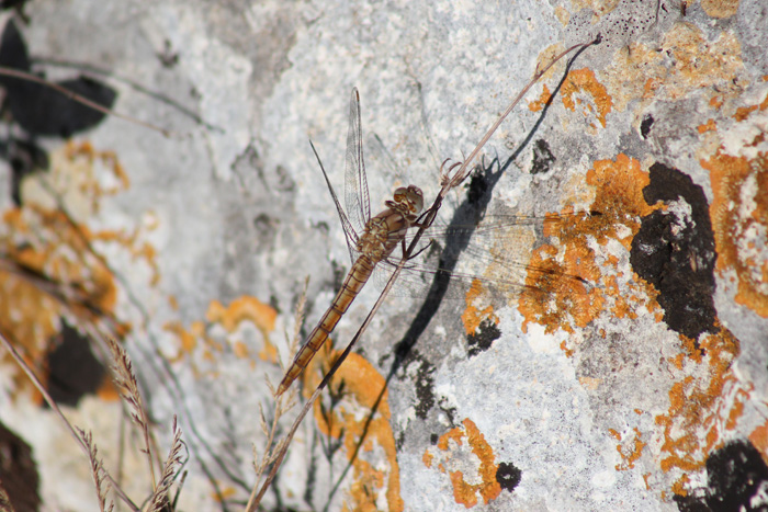 riconoscimento 2: Orthetrum brunneum