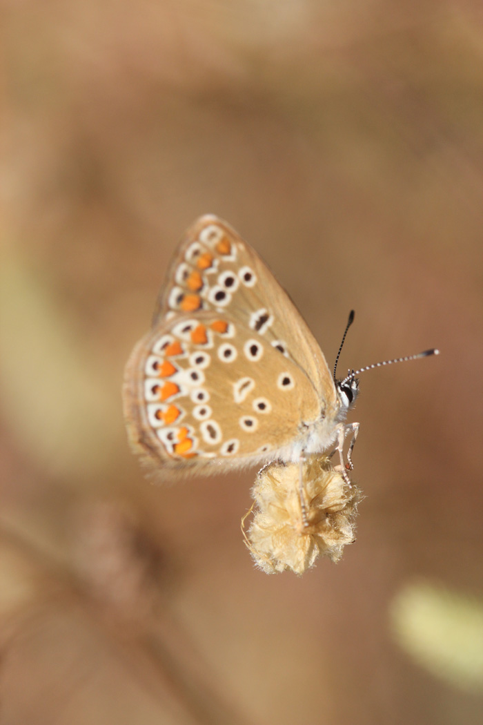 lycaene?... - Polyommatus icarus