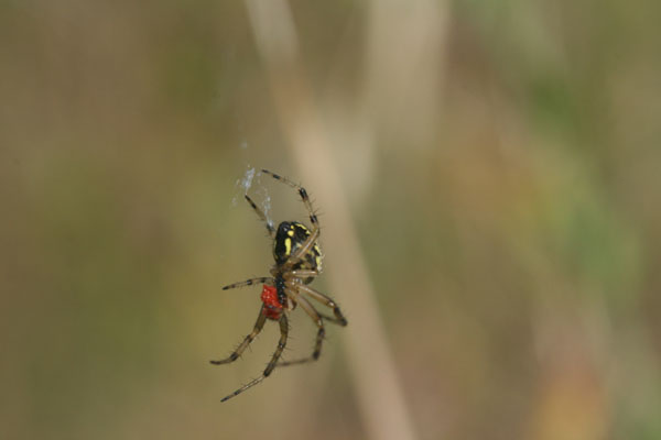 Mangora acalypha - Puglia