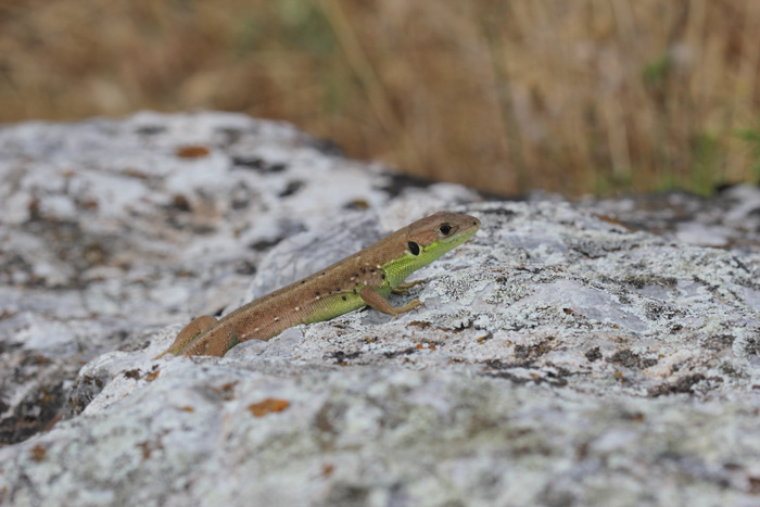 Green balcan lizard, Lacerta trilineata