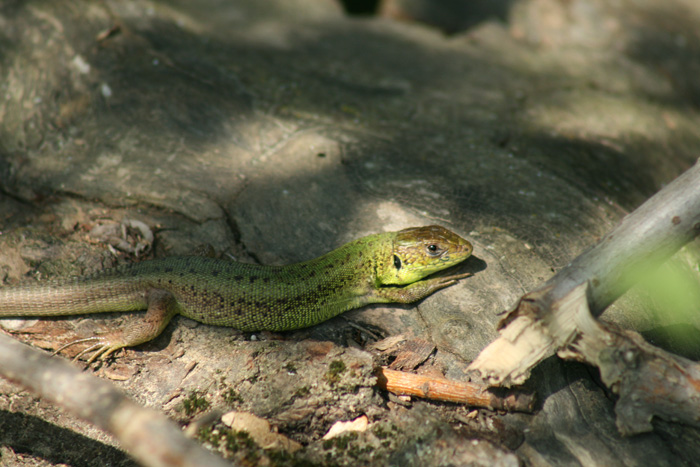 Green balcan lizard, Lacerta trilineata