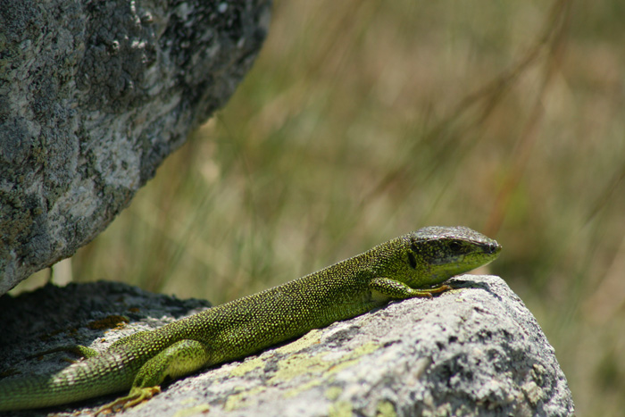 Green balcan lizard, Lacerta trilineata