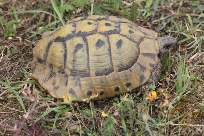 Testudi boettgeri