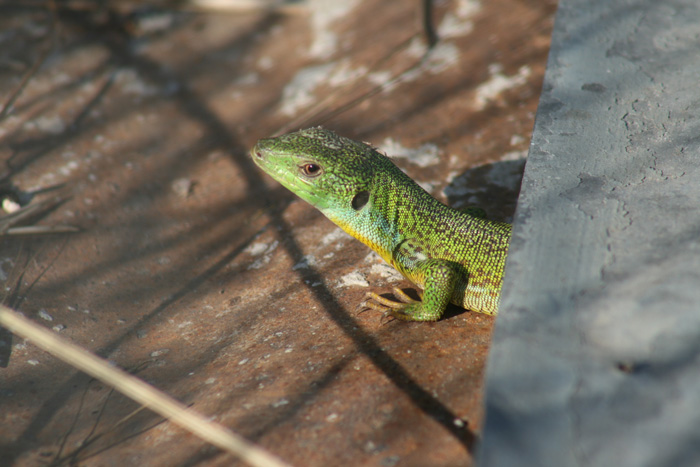 Green balcan lizard, Lacerta trilineata