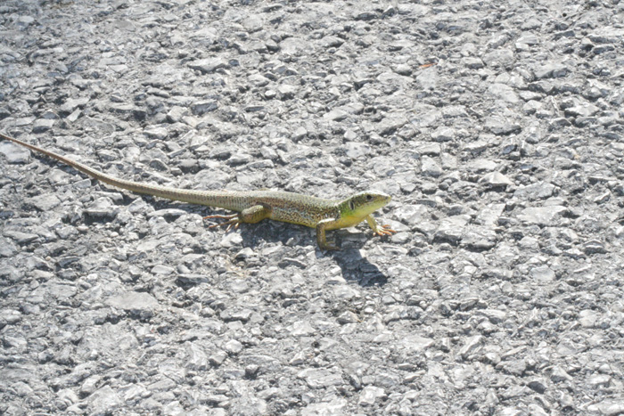 Green balcan lizard, Lacerta trilineata