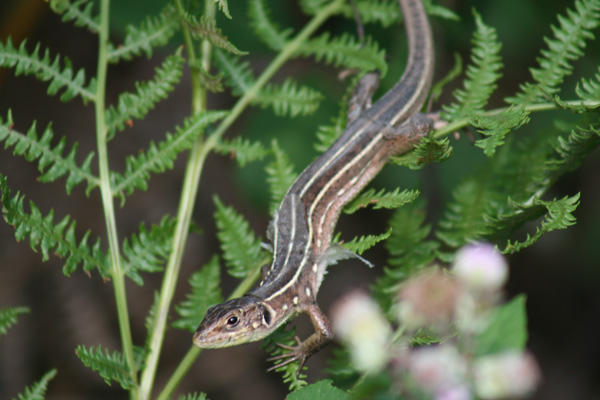 Green balcan lizard, Lacerta trilineata