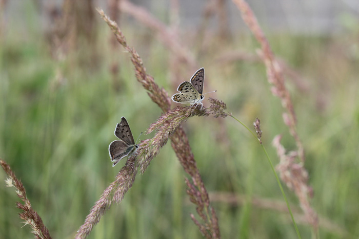 Lycaena tityrus