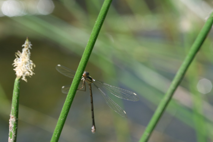 stessa specie? non proprio... Chalcolestes e Lestes barbarus