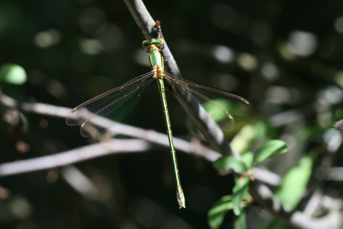 stessa specie? non proprio... Chalcolestes e Lestes barbarus