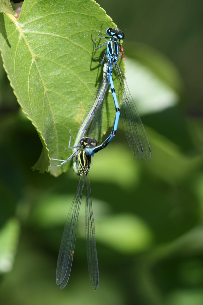 Coenagrion scitulum?