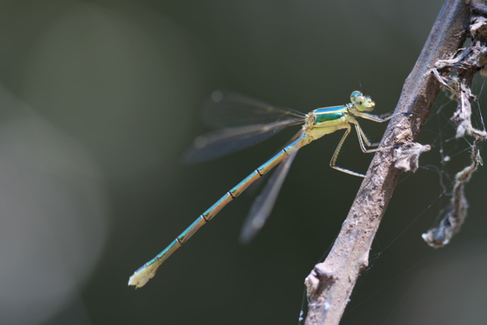 stessa specie? non proprio... Chalcolestes e Lestes barbarus