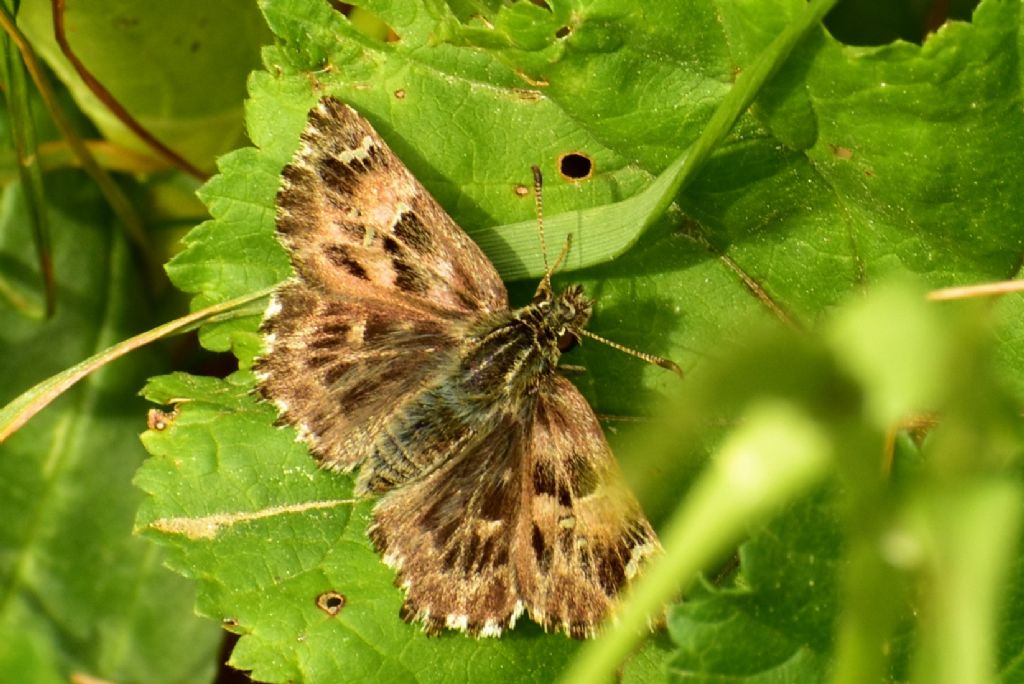 Carcharodus alceae - Hesperiidae