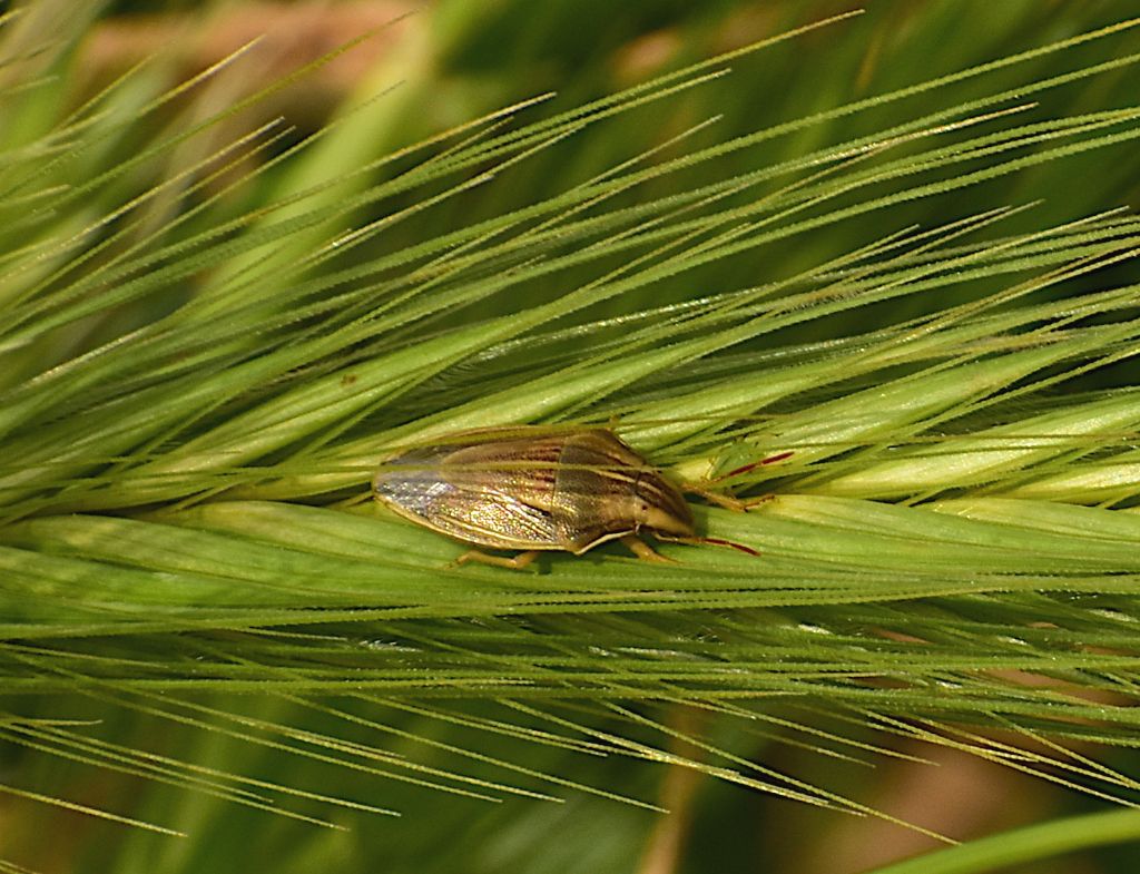 Pentatomidae: Aelia acuminata