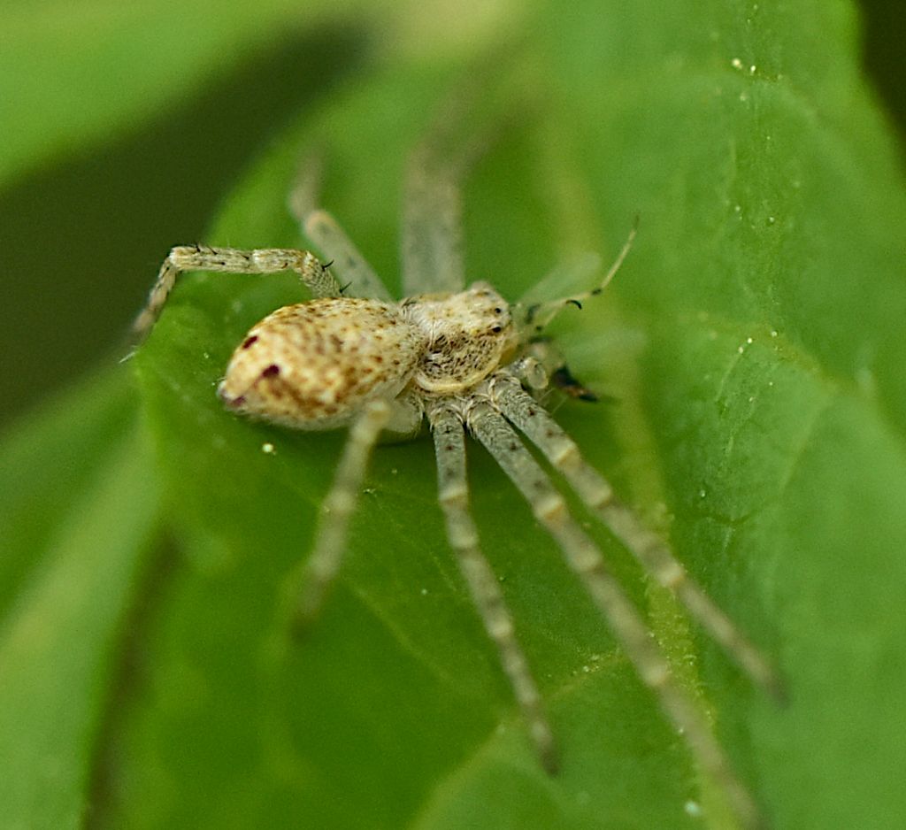 Philodromus sp. - Firenze