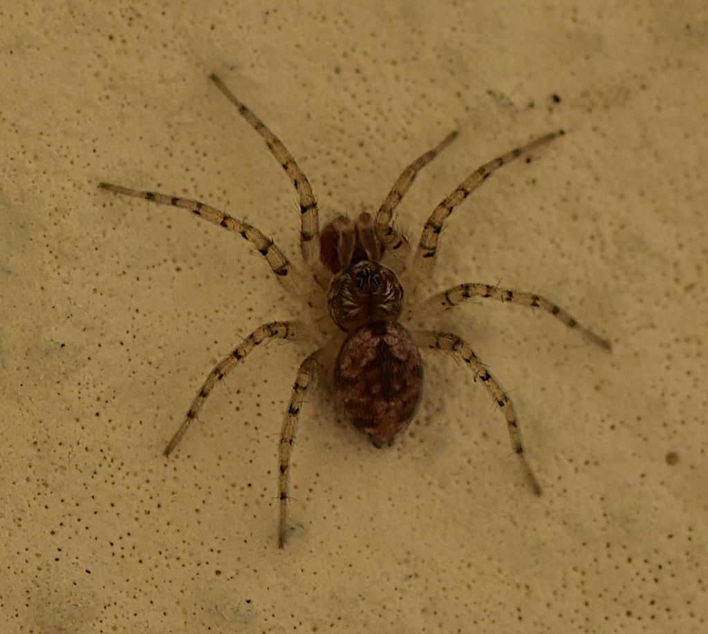 Oecobius? S, Oecobius maculatus - Firenze