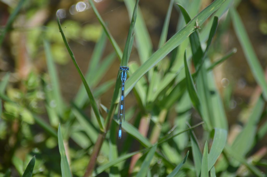 Altro Coenagrion sardo:  Coenagrion cfr. scitulum