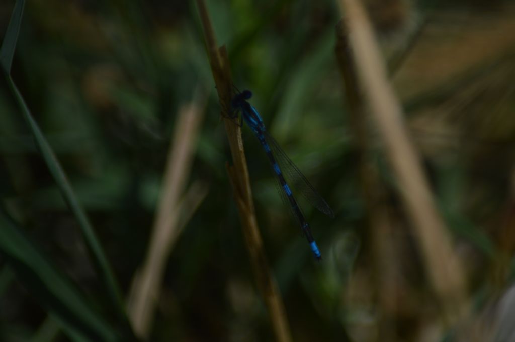 Altro Coenagrion sardo:  Coenagrion cfr. scitulum