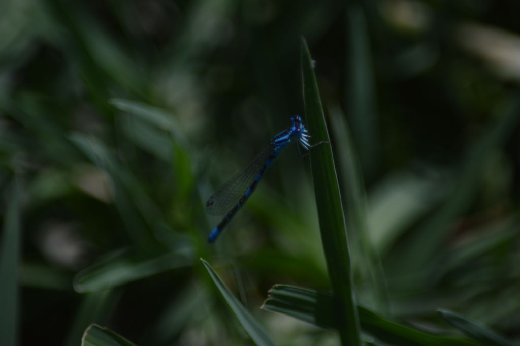 Altro Coenagrion sardo:  Coenagrion cfr. scitulum