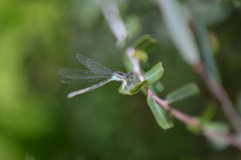 Coenagrion caerulescens in Sardegna