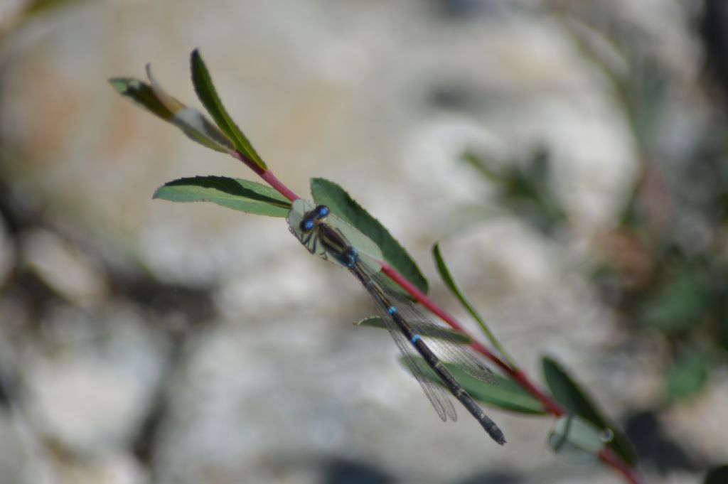 Coenagrion caerulescens in Sardegna