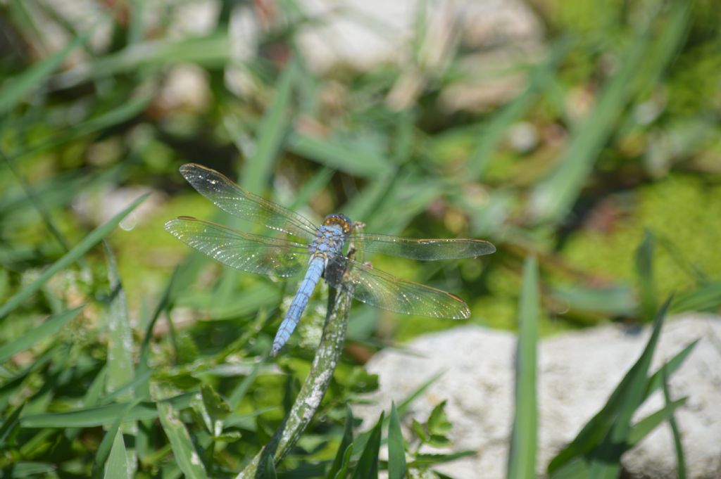 Orthetrum nitidinerve in Sardegna