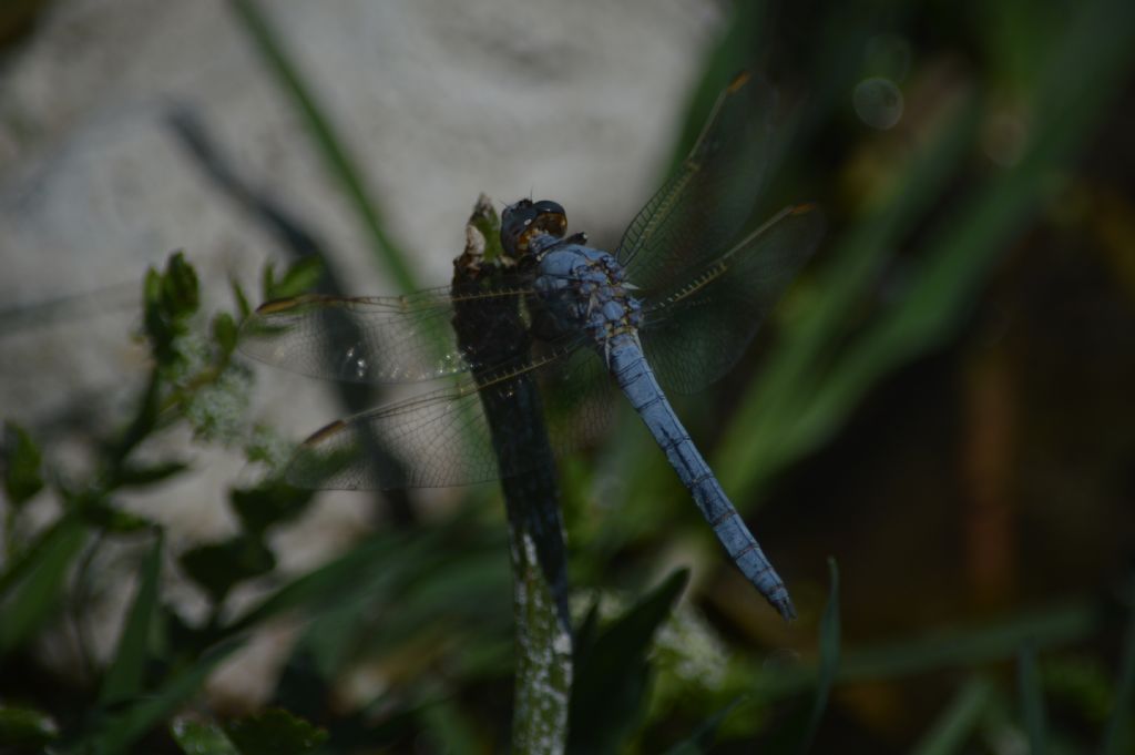 Orthetrum nitidinerve in Sardegna