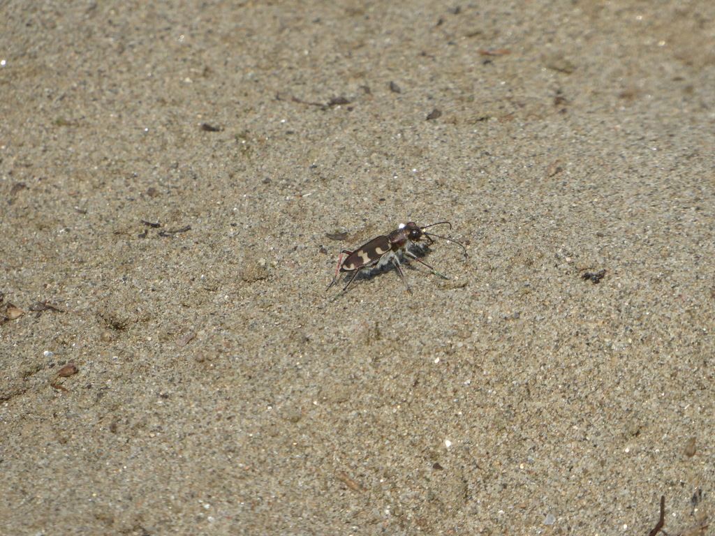 Carabidae: Cicindela sp.