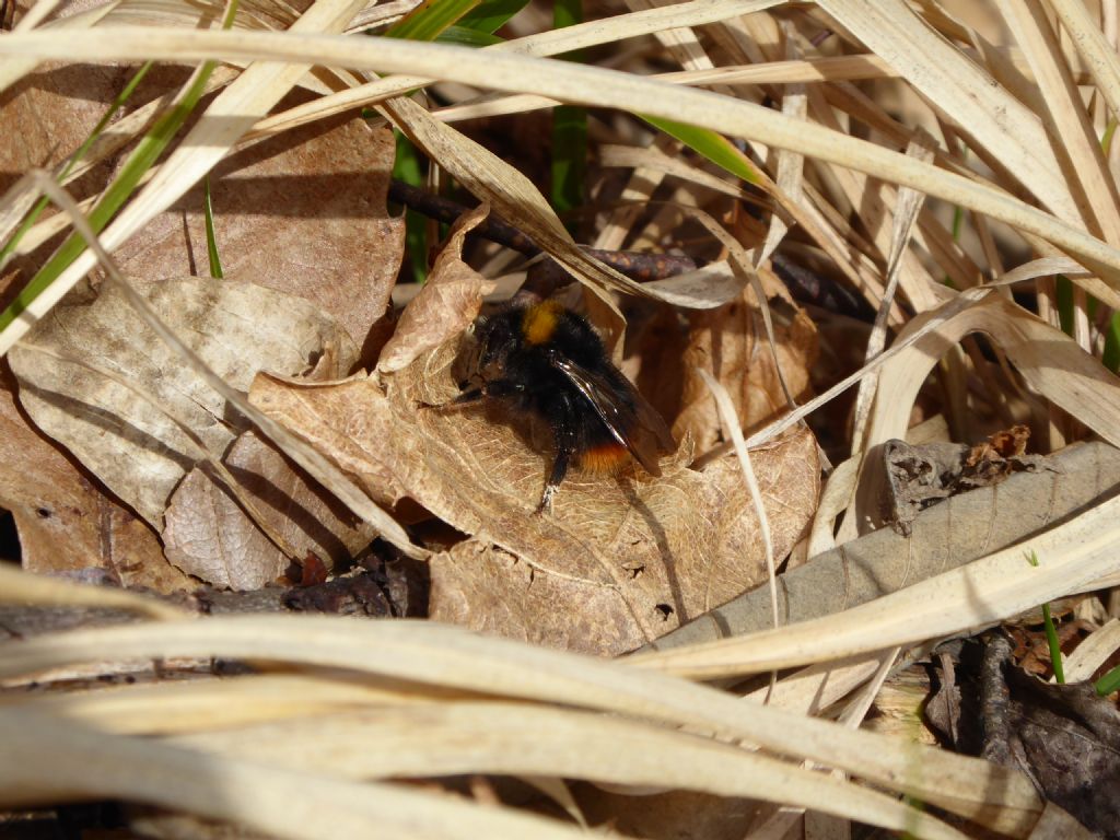 Apidae: Bombus (Pyrobombus) pratorum (cfr.)