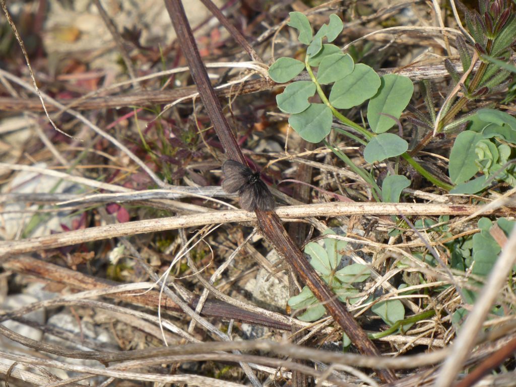 Psychidae: Typhonia ciliaris? No,  Epichnopterix plumella (cfr.)