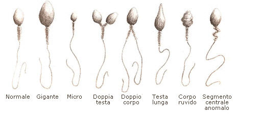 Carini, bellibelli belli, un p artistici ma carini