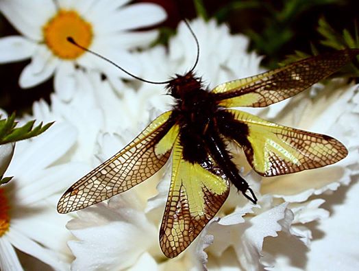 Aiuto identificazione specie farfalla