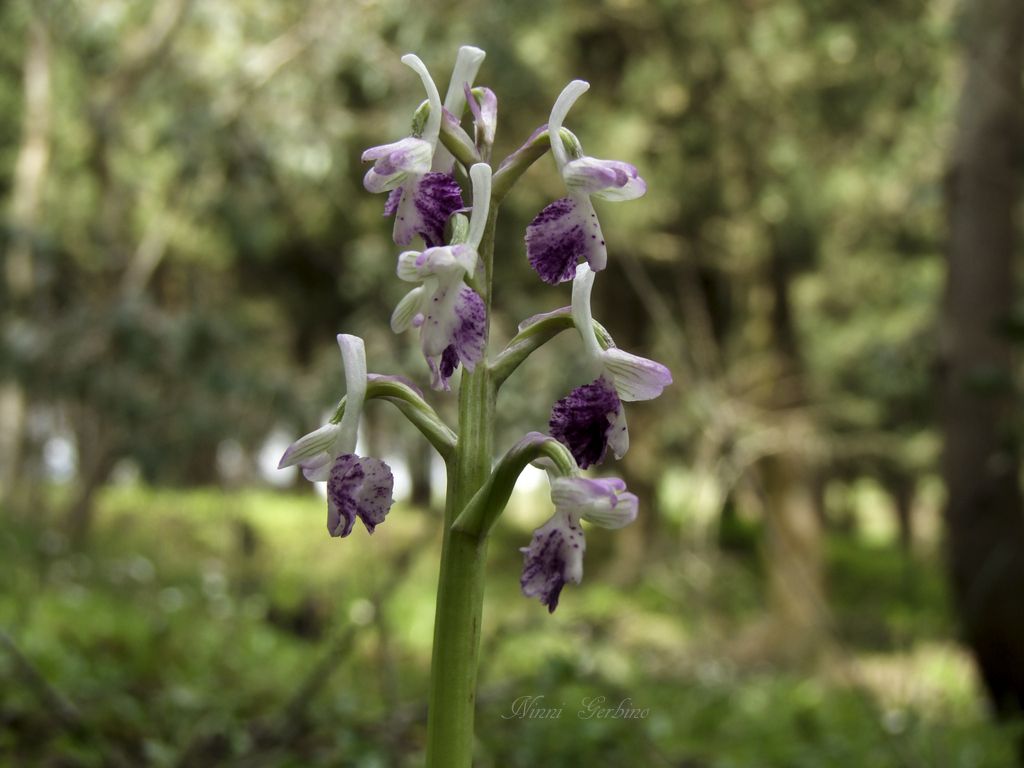 Anacamptis longicornu