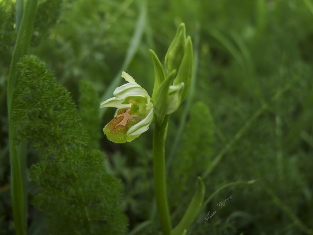 Rieccola , Ophrys apocromatica