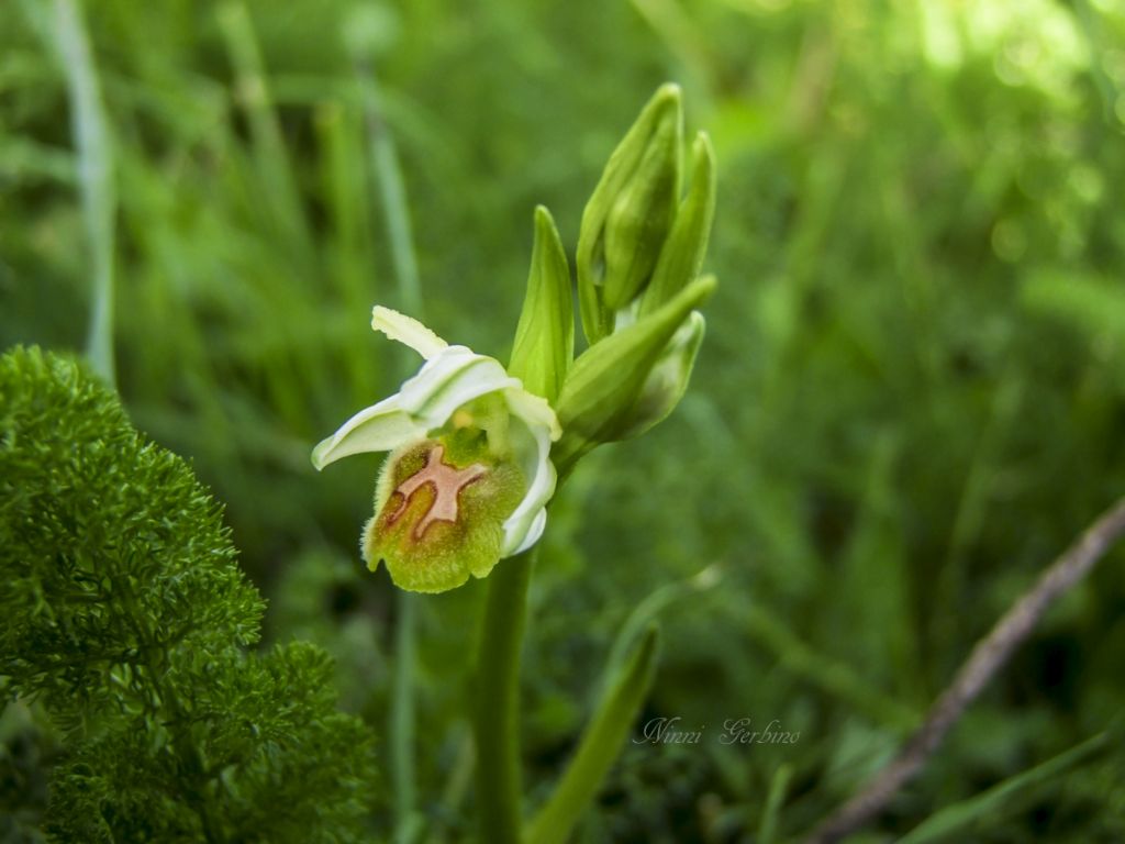 Rieccola , Ophrys apocromatica