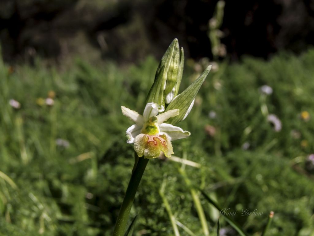 Rieccola , Ophrys apocromatica