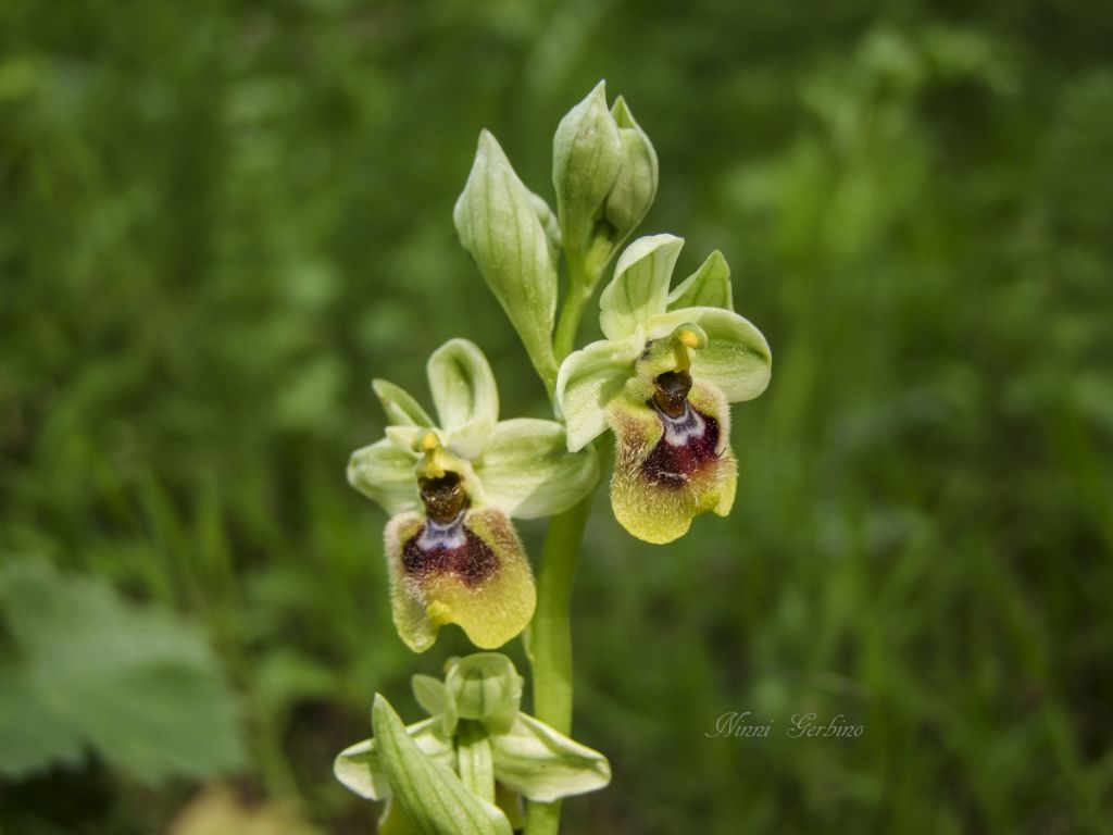 Rieccola , Ophrys apocromatica