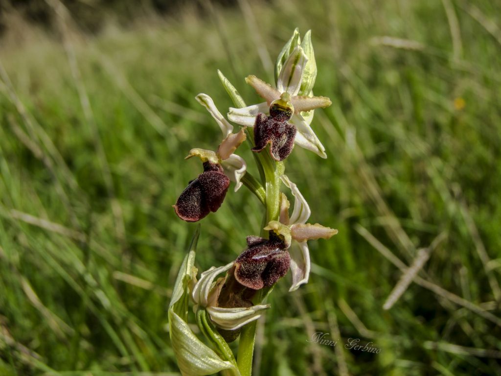 Rieccola , Ophrys apocromatica