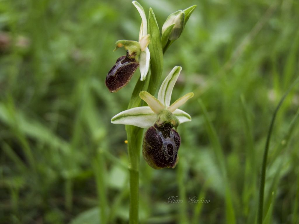 Rieccola , Ophrys apocromatica