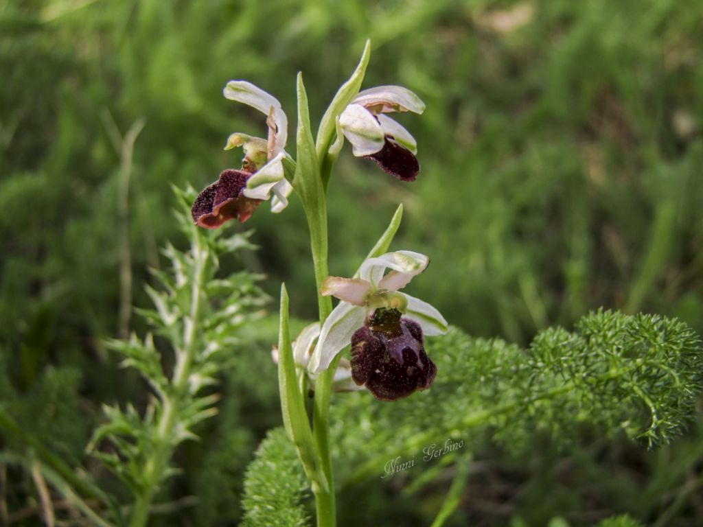 Rieccola , Ophrys apocromatica