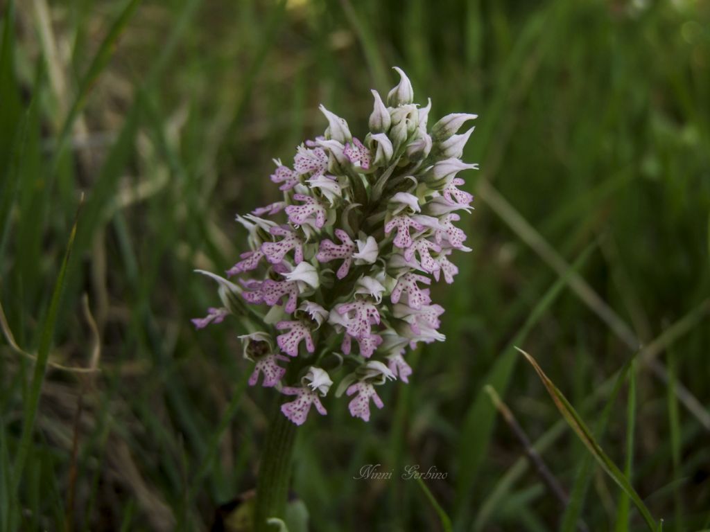 Rieccola , Ophrys apocromatica