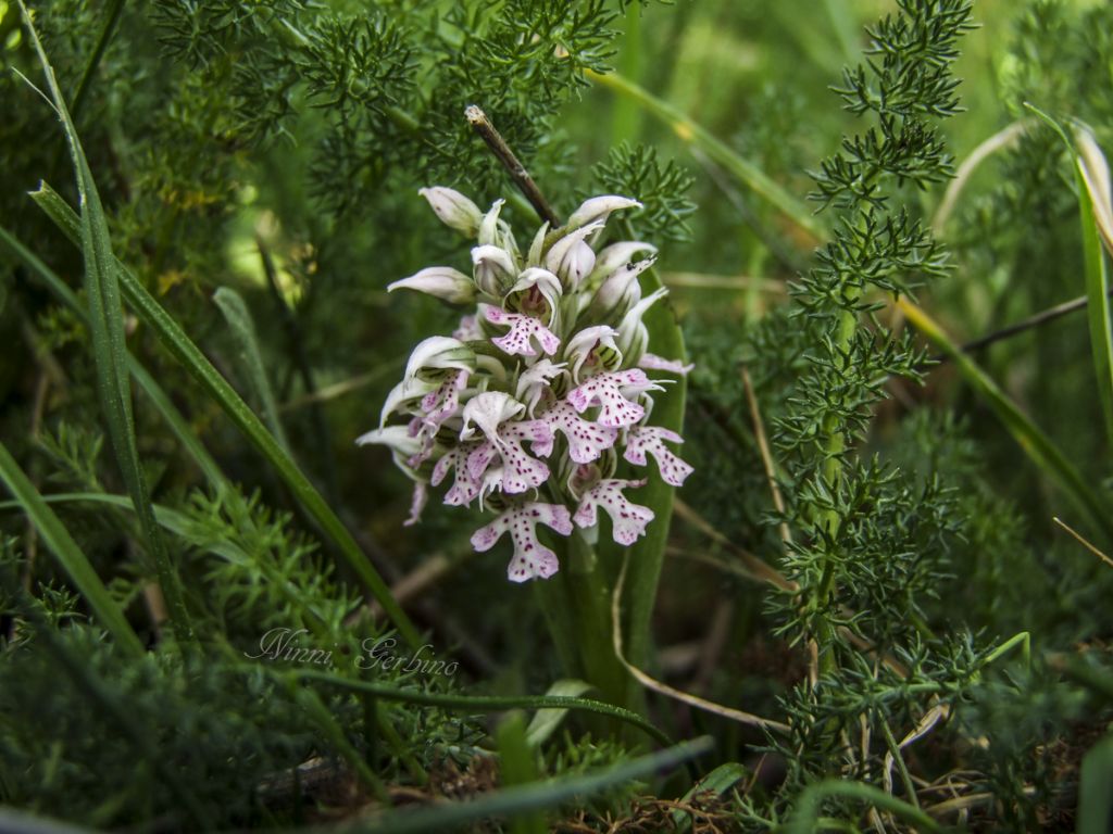 Rieccola , Ophrys apocromatica