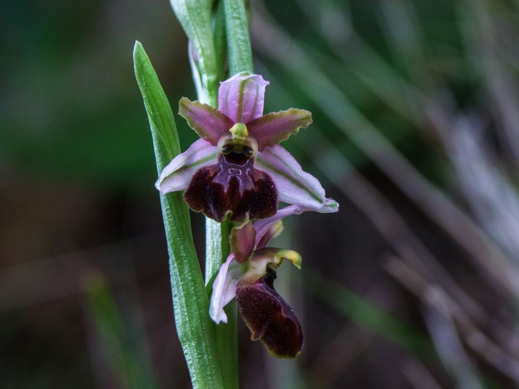 Ophrys panormitana